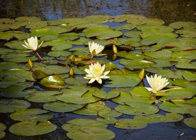 Water lily flower