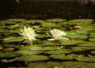 Water lily flower