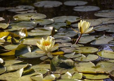 Water lily flower