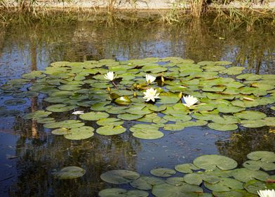 Water lily flower