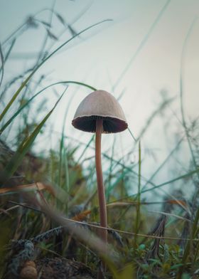 poisonous mushroom