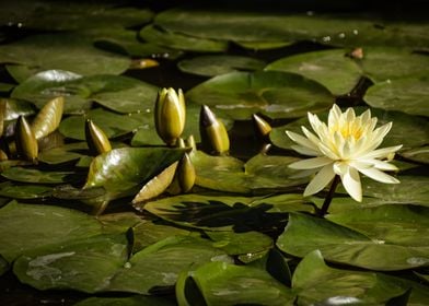 Water lily flower