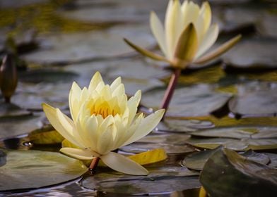 Water lily flower