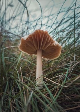 wild mushroom