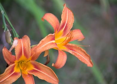 Daylilies