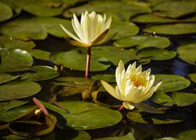 Water lily lotus