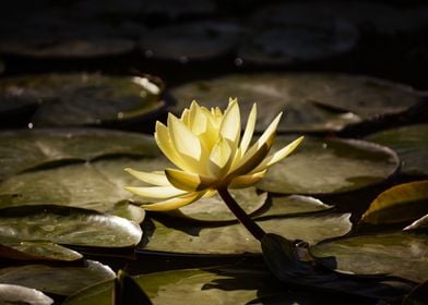 Water lily lotus