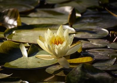 Water lily lotus