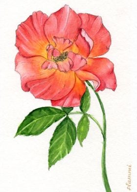 Watercolor pink gold rose