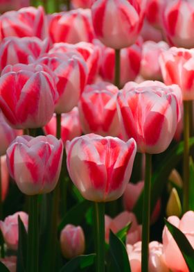 Pink tulips field