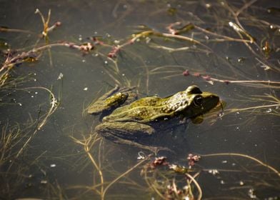 Frog in a small pond