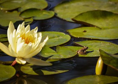 Frog in a small pond