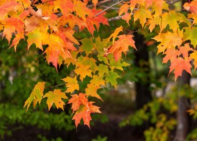 Orange  Tree Leaves