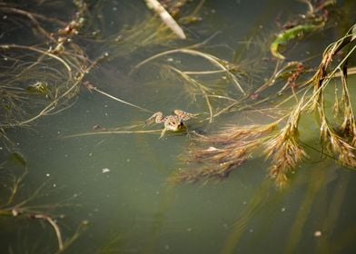 Frog in a small pond