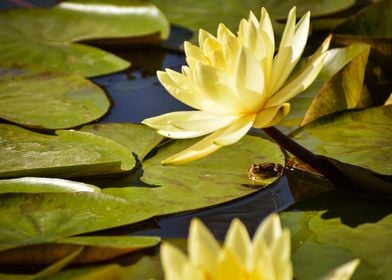 Frog in a small pond