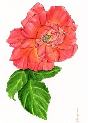 Watercolor pink gold rose