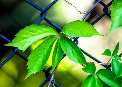 leaf on the cage