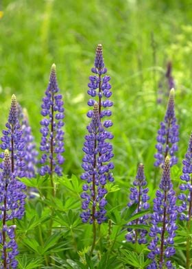 Purple Lupines