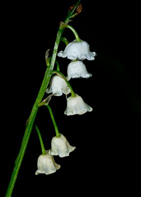 Lily of the valley sprig