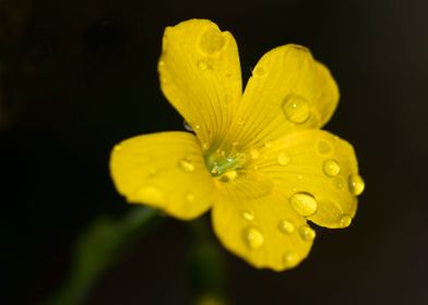 Yellow flower and droplets