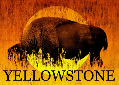 Yellowstone NP Bison