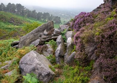 Landscape of Heathers 