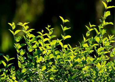 Greenery in the sun