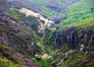 Landscape of Heathers 