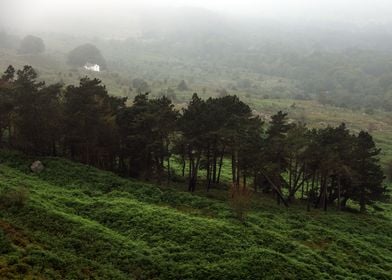 Foggy Landscape