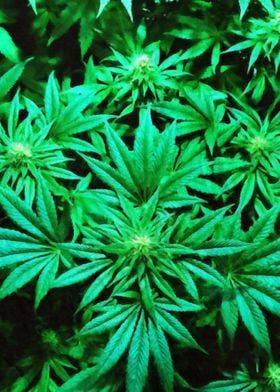 Cannabis Weed Marihuana 3