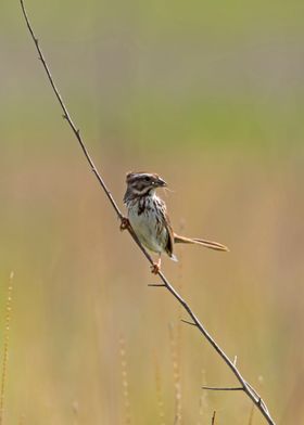 Song sparrow on branch