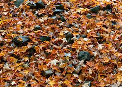 Wet Leaves on Rocks