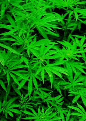Cannabis Weed Marihuana 5
