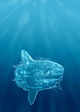 Sunfish