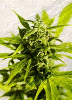 Cannabis Weed Marihuana 4