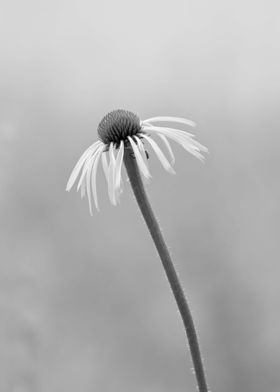 Coneflower in monochrome