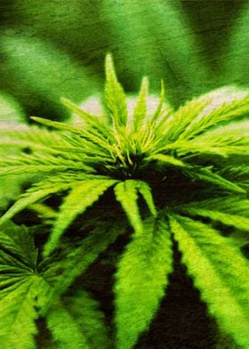 Cannabis Weed Marihuana 10