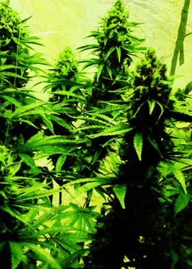 Cannabis Weed Marihuana 9