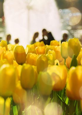 Yellow Tulips