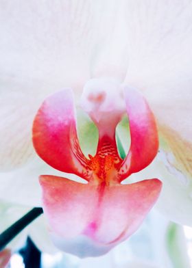 Closeup white orchid