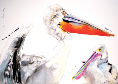 Pelican Duo