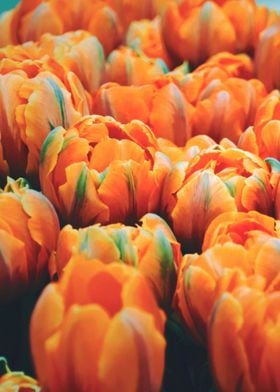 Orange tulips