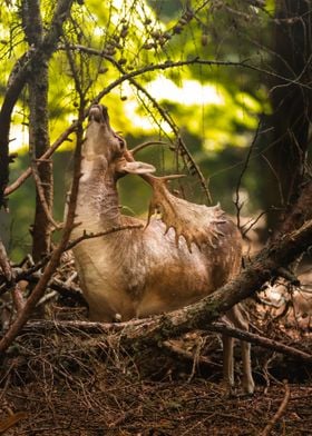 Fallow deer in the wood