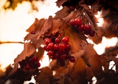 Rowan autumn colors