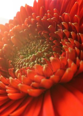 Closeup Red Gerbera