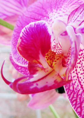 Closeup Pink Orchid