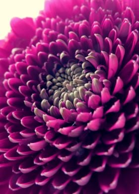 Closeup Purple Gerbera