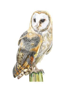 Barn Owl Watercolor