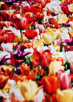 Colorful tulips