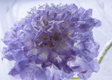 Pink zinnia in ice